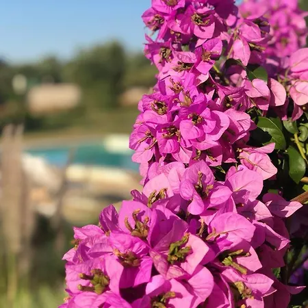 Lamia Donnagnora - Con Piscina A Villa
